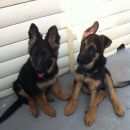 Подробнее об объявлении «Пропала собака Новосибирск» Фото: пропала собака Немецкая овчарка «Пропала собака Новосибирск» в г. Новосибирск