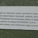 Подробнее об объявлении «Белгород Найден кот британец вислоухий» Фото: найдена кошка Британская длинношерстная «Белгород Найден кот британец вислоухий» в г. Белгород