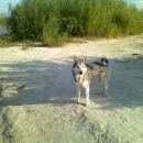 Подробнее об объявлении «Пропала собака кобель Ханты-Мансийск» Фото: пропала собака  «Пропала собака кобель Ханты-Мансийск» в г. Ханты-Мансийск