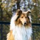 Подробнее об объявлении «Пропала собака Зеленоград» Фото: пропала собака Колли «Пропала собака Зеленоград» в г. Зеленоград