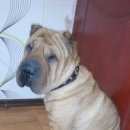 Подробнее об объявлении «Бердск Пропала собака» Фото: пропала собака Шар-пей «Бердск Пропала собака» в г. Бердск