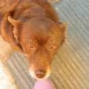 Подробнее об объявлении «Пропала собака дворняжка Батайск» Фото: пропала собака  «Пропала собака дворняжка Батайск» в г. Батайск