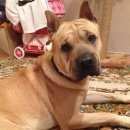 Подробнее об объявлении «Найдена собака кобель Тюмень» Фото: найдена собака Стаффордширский бультерьер «Найдена собака кобель Тюмень» в г. Тюмень