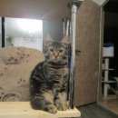 Подробнее об объявлении «Пропала кошка Воскресенск» Фото: пропала кошка Мейн-кун «Пропала кошка Воскресенск» в г. Воскресенск