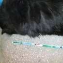 Подробнее об объявлении «Найдена кошка Березовский (Свердловская обл.)» Фото: найдена кошка  «Найдена кошка Березовский (Свердловская обл.)» в г. Березовский (Свердловская обл.)