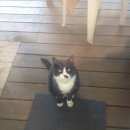 Подробнее об объявлении «Одинцово Пропал кот» Фото: пропала кошка  «Одинцово Пропал кот» в г. Одинцово