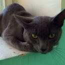 Подробнее об объявлении «Найден кот Реутов» Фото: найдена кошка Русская голубая «Найден кот Реутов» в г. Реутов