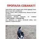 Подробнее об объявлении «Электроугли Пропала собака кобель в ночь с 31-1 января» Фото: пропала собака  «Электроугли Пропала собака кобель в ночь с 31-1...» в г. Электроугли