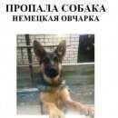 Подробнее об объявлении «Ставрополь Пропала собака» Фото: пропала собака Немецкая овчарка «Ставрополь Пропала собака» в г. Ставрополь