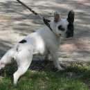 Подробнее об объявлении «Пропала собака Магнитогорск» Фото: пропала собака Французский бульдог «Пропала собака Магнитогорск» в г. Магнитогорск