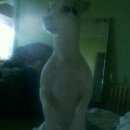 Подробнее об объявлении «Пропала собака собачка Самара» Фото: пропала собака Джек рассел терьер «Пропала собака собачка Самара» в г. Самара