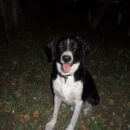 Подробнее об объявлении «Новосибирск Пропала собака кобель» Фото: пропала собака  «Новосибирск Пропала собака кобель» в г. Новосибирск