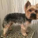 Подробнее об объявлении «Пропала собака кобель Ясногорск» Фото: пропала собака Йоркширский терьер «Пропала собака кобель Ясногорск» в г. Ясногорск