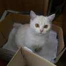 Подробнее об объявлении «Найден кот Оренбург» Фото: найдена кошка  «Найден кот Оренбург» в г. Оренбург