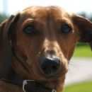 Подробнее об объявлении «Пропала собака кобель Санкт-Петербург» Фото: пропала собака Такса «Пропала собака кобель Санкт-Петербург» в г. Санкт-Петербург