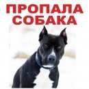 Подробнее об объявлении «Пропала собака убежала черная питбулька Королев» Фото: пропала собака Американский стаффордширский терьер «Пропала собака убежала черная питбулька Королев» в г. Королев