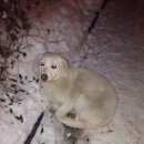 Подробнее об объявлении «Белгород Найдена собака девочка, чисто белая.» Фото: найдена собака  «Белгород Найдена собака девочка, чисто белая.» в г. Белгород