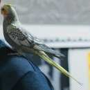 Подробнее об объявлении «Подольск Пропал попугай» Фото: пропало другое животное  «Подольск Пропал попугай» в г. Подольск