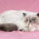 Подробнее об объявлении «Пропала кошка кошечка, персидская. Великий Новгород (Новгород)» Фото: пропала кошка Персидская «Пропала кошка кошечка, персидская. Великий...» в г. Великий Новгород (Новгород)