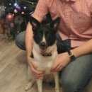 Подробнее об объявлении «Липецк Пропала собака» Фото: пропала собака  «Липецк Пропала собака» в г. Липецк