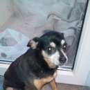 Подробнее об объявлении «Найдена собака 04.10.2015 (сука, метис, той терьер/чихуахуа, примерно 7-9 лет) Москва» Фото: найдена собака Русский той-терьер «Найдена собака 04.10.2015 (сука, метис, той...» в г. Москва