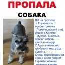 Подробнее об объявлении «Санкт-Петербург Пропала собака кобель цверг-шнауцер 09.05.2015» Фото: пропала собака Цвергшнауцер «Санкт-Петербург Пропала собака кобель...» в г. Санкт-Петербург
