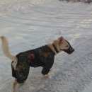 Подробнее об объявлении «Пропала собака кобель Нижний Новгород» Фото: пропала собака  «Пропала собака кобель Нижний Новгород» в г. Нижний Новгород