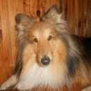 Подробнее об объявлении «Пропала собака кобель Санкт-Петербург» Фото: пропала собака Шелти «Пропала собака кобель Санкт-Петербург» в г. Санкт-Петербург