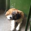 Подробнее об объявлении «Воронеж Найдена собака, похожа на московскую сторожевую» Фото: найдена собака Московская сторожевая «Воронеж Найдена собака, похожа на московскую...» в г. Воронеж