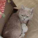 Подробнее об объявлении «Саратов Пропал кот» Фото: пропала кошка Британская короткошерстная «Саратов Пропал кот» в г. Саратов
