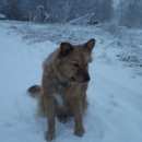 Подробнее об объявлении «Найдена собака Нижний Новгород» Фото: найдена собака  «Найдена собака Нижний Новгород» в г. Нижний Новгород