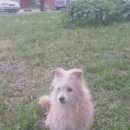 Подробнее об объявлении «Пропала собака Ульяновск» Фото: пропала собака  «Пропала собака Ульяновск» в г. Ульяновск