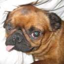 Подробнее об объявлении «Пропала собака Киржач» Фото: пропала собака Пти-брабансон «Пропала собака Киржач» в г. Киржач