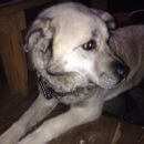 Подробнее об объявлении «Найдена собака Городец» Фото: найдена собака  «Найдена собака Городец» в г. Городец