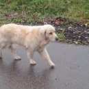 Подробнее об объявлении «Подольск Пропала собака» Фото: пропала собака  «Подольск Пропала собака» в г. Подольск