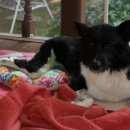 Подробнее об объявлении «Найдена собака кобель бордер колли Дмитров» Фото: найдена собака Бордер-колли «Найдена собака кобель бордер колли Дмитров» в г. Дмитров