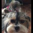 Подробнее об объявлении «Пропала собака Самара» Фото: пропала собака Йоркширский терьер «Пропала собака Самара» в г. Самара