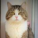 Подробнее об объявлении «Найден кот Ханты-Мансийск» Фото: найдена кошка  «Найден кот Ханты-Мансийск» в г. Ханты-Мансийск