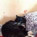 Подробнее об объявлении «Икша Пропал кот» Фото: пропала кошка  «Икша Пропал кот» в г. Икша