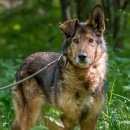 Подробнее об объявлении «Нарофоминск Пропала собака кобель рудик.» Фото: пропала собака  «Нарофоминск Пропала собака кобель рудик.» в г. Нарофоминск