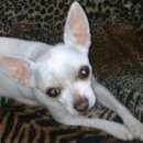 Подробнее об объявлении «Пропала собака вознаграждение 10 000 Санкт-Петербург» Фото: пропала собака Чихуахуа «Пропала собака вознаграждение 10 000...» в г. Санкт-Петербург