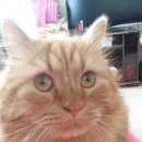 Подробнее об объявлении «Пропал кот Великий Новгород (Новгород)» Фото: пропала кошка  «Пропал кот Великий Новгород (Новгород)» в г. Великий Новгород (Новгород)