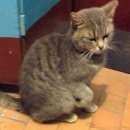 Подробнее об объявлении «Лобня Найдена кошка» Фото: найдена кошка  «Лобня Найдена кошка» в г. Лобня