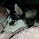 Подробнее об объявлении «Пропала собака Ханты-Мансийск» Фото: пропала собака Сибирская хаски «Пропала собака Ханты-Мансийск» в г. Ханты-Мансийск