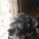 Подробнее об объявлении «Красноярск Найдена собака кобель цверга» Фото: найдена собака Цвергшнауцер «Красноярск Найдена собака кобель цверга» в г. Красноярск