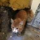 Подробнее об объявлении «Найден кот рыжий кот Москва» Фото: найдена кошка  «Найден кот рыжий кот Москва» в г. Москва