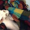 Подробнее об объявлении «Найдена кошка Мытищи» Фото: найдена кошка Сфинкс «Найдена кошка Мытищи» в г. Мытищи