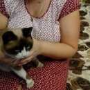 Подробнее об объявлении «Одинцово Найден кот» Фото: найдена кошка  «Одинцово Найден кот» в г. Одинцово