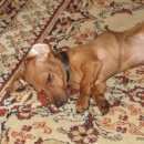 Подробнее об объявлении «Пропала собака Пермь» Фото: пропала собака Такса «Пропала собака Пермь» в г. Пермь