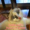 Подробнее об объявлении «Найден кот   Долгопрудный» Фото: найдена кошка  «Найден кот   Долгопрудный» в г. Долгопрудный